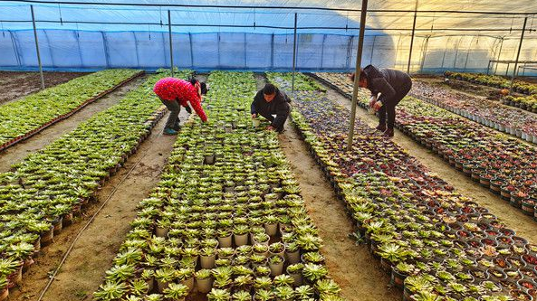 宿迁沭阳:大棚经济不降温 花木飘香迎新年