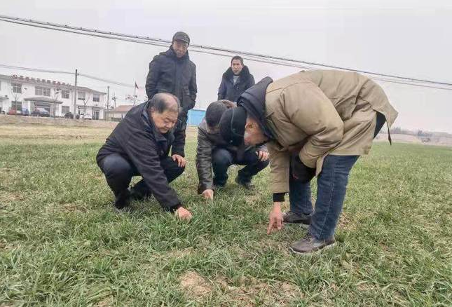 江苏沭阳章集街道田头培训强化小麦冬管
