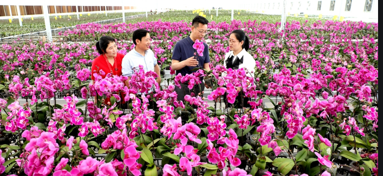 花木小镇沭阳：千“槌”百“链”强产业