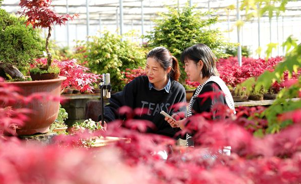 江苏沭阳：“花木+电商”吸引27万人返乡“筑梦”