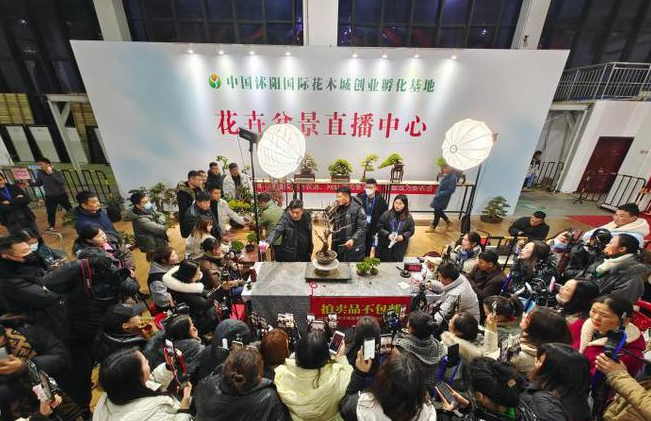 沭阳花乡拍卖会，让盆景变“钱景”