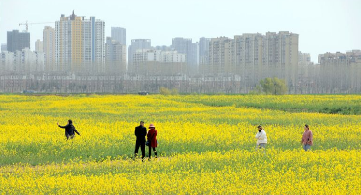 沭阳县扎下镇：沂河淌里菜花开