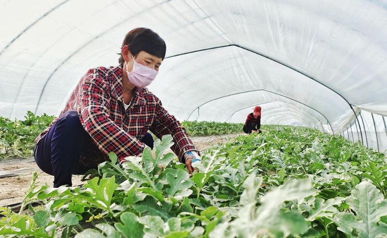 沭阳县钱集镇：抓好管理促增收