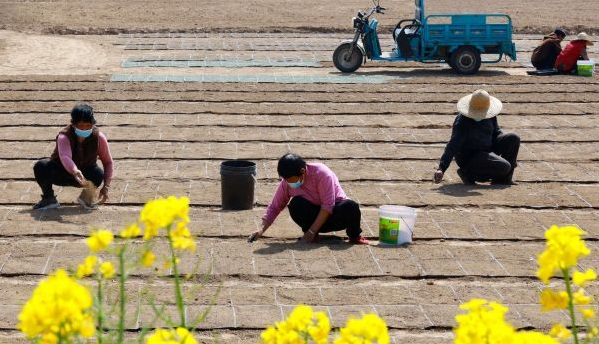 沭阳县钱集镇：抢时节 育秧忙