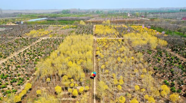 沭阳县颜集镇：春风吹暖 大地吐金