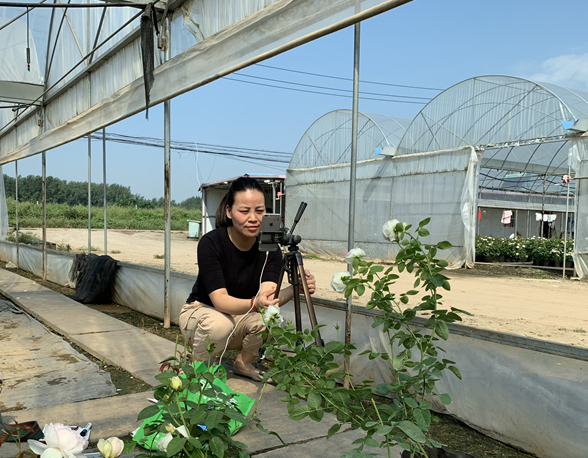 沭阳龙庙：创业青年忙带货 月季芬芳迎幸福