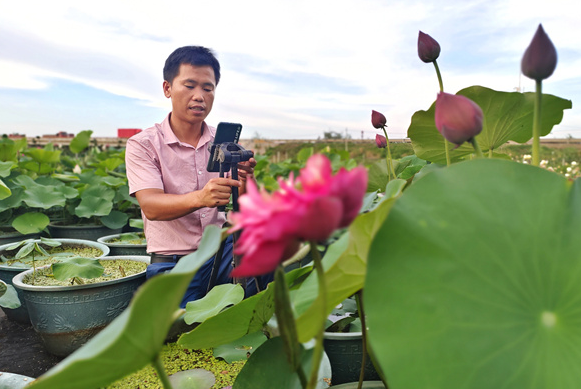 沭阳县耿圩镇：观赏型盆栽荷花热销