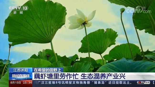 沭阳这个乡镇又上央视新闻了！