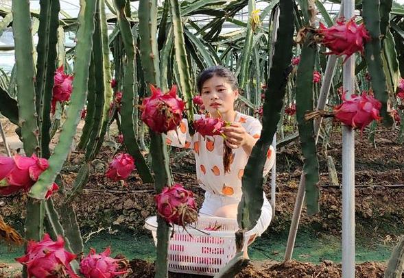 沭阳钱集：火龙果丰收果农乐