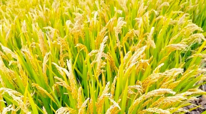 “味稻”真香！沭阳2个乡镇获省级殊荣！